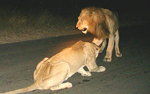 Leões, em safári na África do Sul