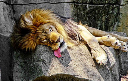Leão cansado