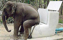 Privada para elefante
