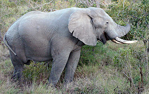 Elefante, em safári na África do Sul